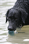 Curly Coated Retriever