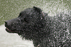 shaking Curly Coated Retriever