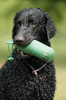 Curly Coated Retriever Portrait