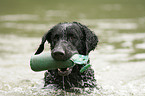 retrieving Curly Coated Retriever