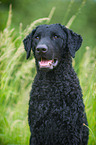 Curly Coated Retriever Portrait