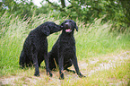 2 Curly Coated Retriever