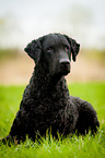 Curly Coated Retriever lies in the grass