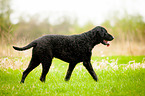 Curly Coated Retriever in the grass
