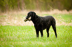 Curly Coated Retriever stands int he grass