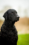 Curly Coated Retriever Portrait