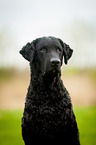 Curly Coated Retriever Portrait