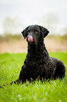 Curly Coated Retriever lies in the grass