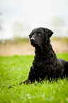 Curly Coated Retriever lies in the grass
