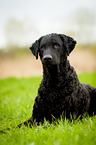 Curly Coated Retriever lies in the grass