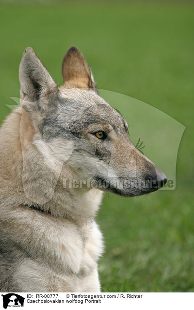 Tschechoslowakischer Wolfshund Portrait / Czechoslovakian wolfdog Portrait / RR-00777