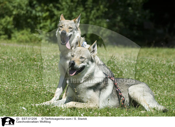Tschechoslowakischer Wolfshund / Czechoslovakian Wolfdog / SST-01206