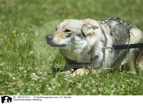 Tschechoslowakischer Wolfshund / Czechoslovakian Wolfdog / SST-01211