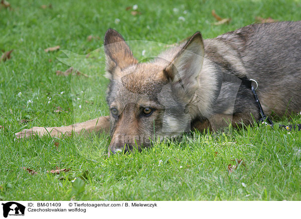 Tschechoslowakischer Wolfhund / Czechoslovakian wolfdog / BM-01409