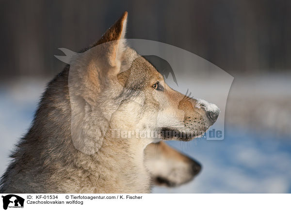 Czechoslovakian wolfdog / KF-01534