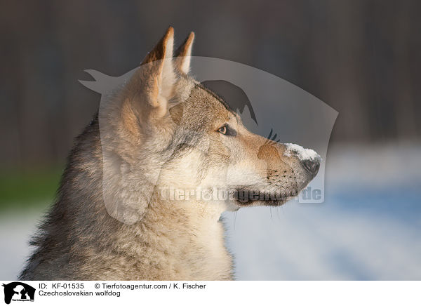 Czechoslovakian wolfdog / KF-01535