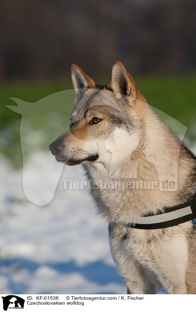 Czechoslovakian wolfdog / KF-01536