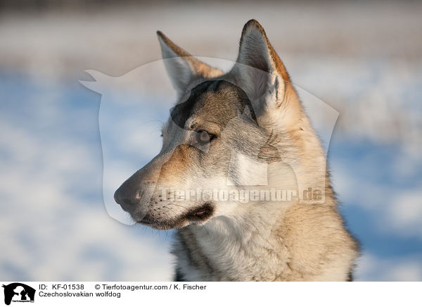 Czechoslovakian wolfdog / KF-01538