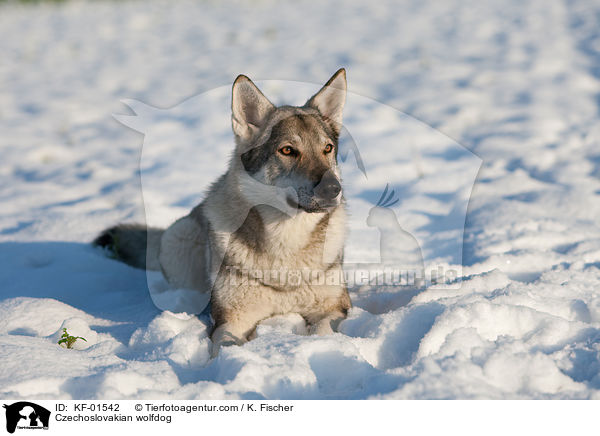 Czechoslovakian wolfdog / KF-01542