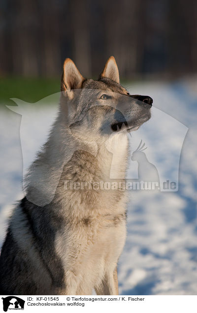 Tschechoslowakischer Wolfshund / Czechoslovakian wolfdog / KF-01545