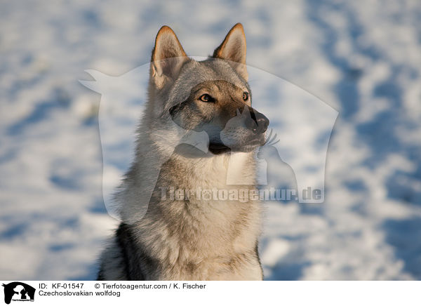 Tschechoslowakischer Wolfshund / Czechoslovakian wolfdog / KF-01547