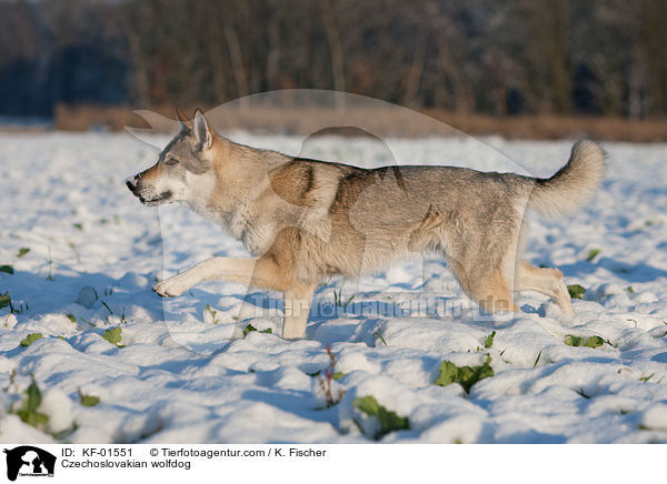 Tschechoslowakischer Wolfshund / Czechoslovakian wolfdog / KF-01551