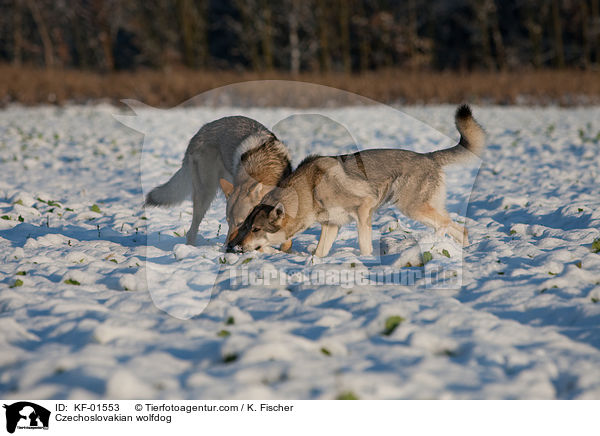 Tschechoslowakischer Wolfshund / Czechoslovakian wolfdog / KF-01553