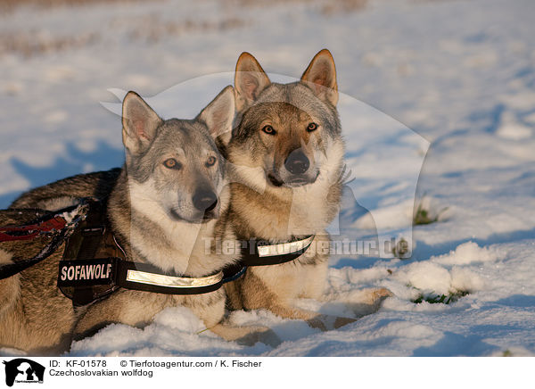Tschechoslowakischer Wolfshund / Czechoslovakian wolfdog / KF-01578