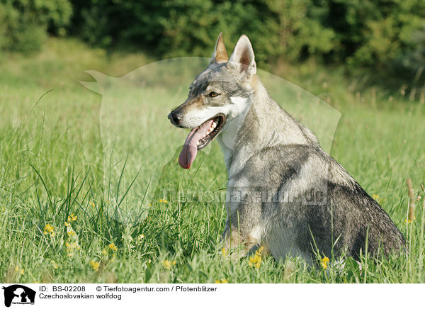 Czechoslovakian wolfdog / BS-02208