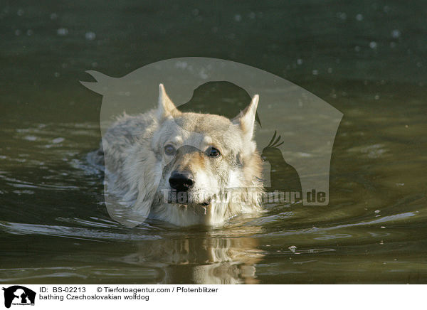 bathing Czechoslovakian wolfdog / BS-02213