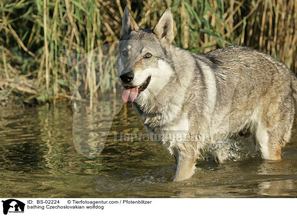 badender Tschechoslowakischer Wolfshund / bathing Czechoslovakian wolfdog / BS-02224
