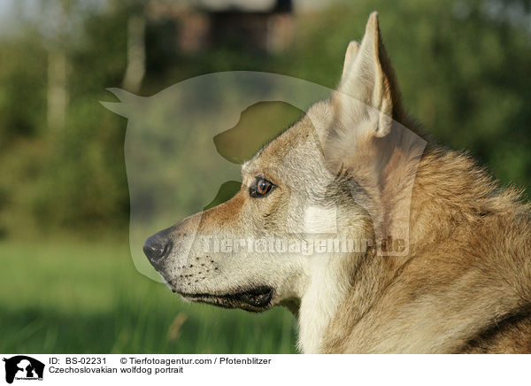 Czechoslovakian wolfdog portrait / BS-02231