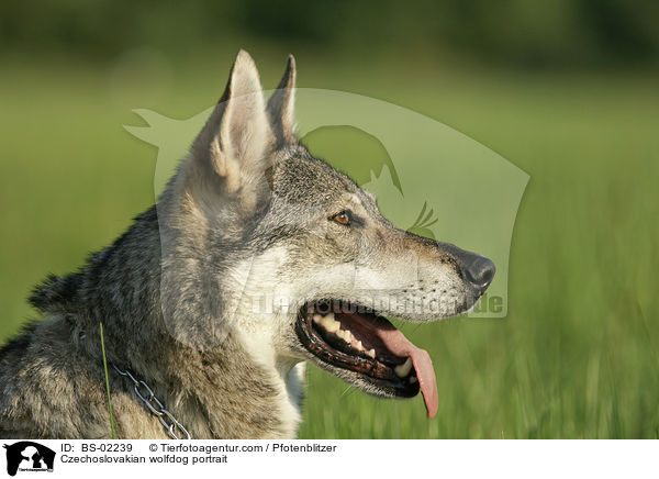 Czechoslovakian wolfdog portrait / BS-02239