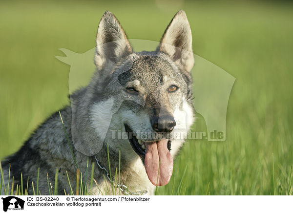 Czechoslovakian wolfdog portrait / BS-02240