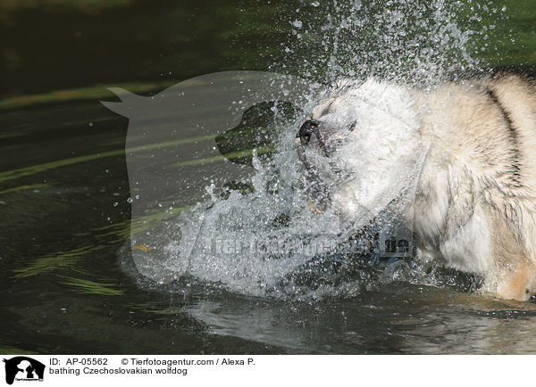 bathing Czechoslovakian wolfdog / AP-05562