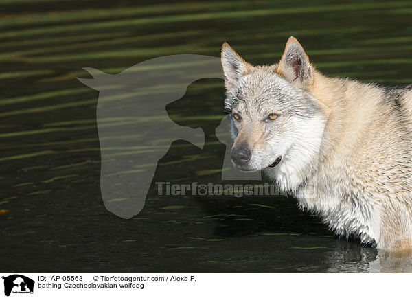 bathing Czechoslovakian wolfdog / AP-05563