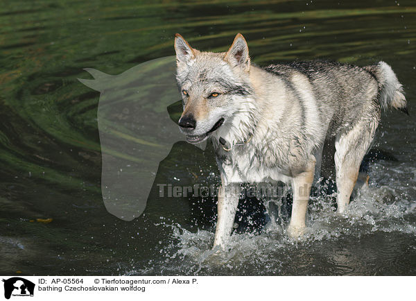 bathing Czechoslovakian wolfdog / AP-05564