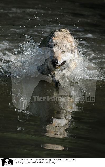 bathing Czechoslovakian wolfdog / AP-05565