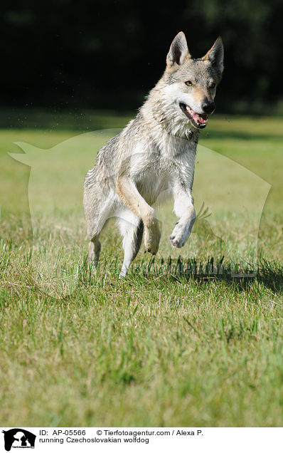 running Czechoslovakian wolfdog / AP-05566