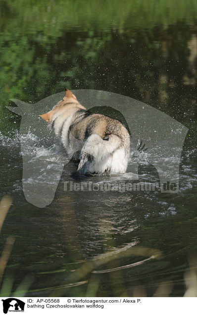 bathing Czechoslovakian wolfdog / AP-05568