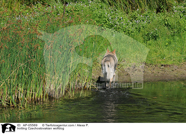 trotting Czechoslovakian wolfdog / AP-05569