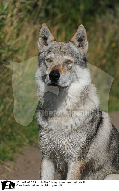 Tschechoslowakischer Wolfhund Portrait / Czechoslovakian wolfdog portrait / AP-05573