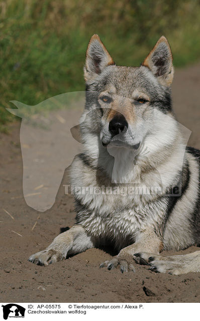 Tschechoslowakischer Wolfhund / Czechoslovakian wolfdog / AP-05575