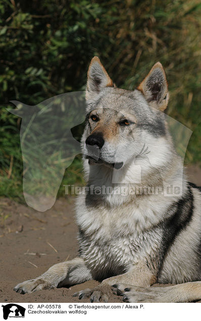 Czechoslovakian wolfdog / AP-05578