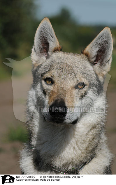 Tschechoslowakischer Wolfhund Portrait / Czechoslovakian wolfdog portrait / AP-05579