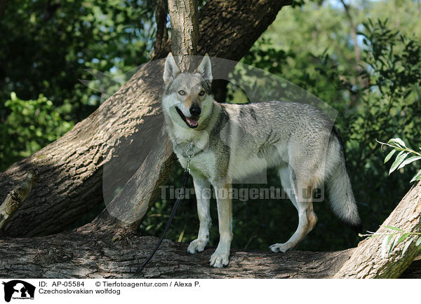 Tschechoslowakischer Wolfhund / Czechoslovakian wolfdog / AP-05584