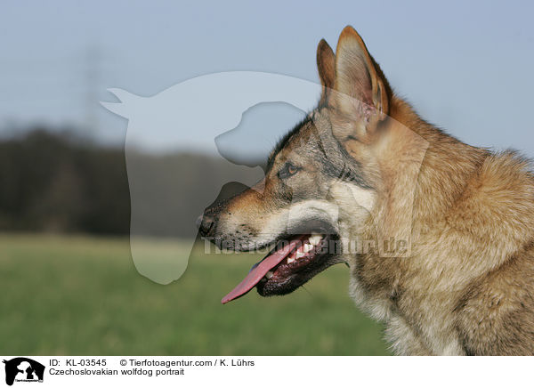 Czechoslovakian wolfdog portrait / KL-03545