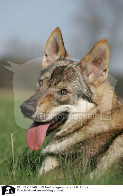 Czechoslovakian wolfdog portrait / KL-03546