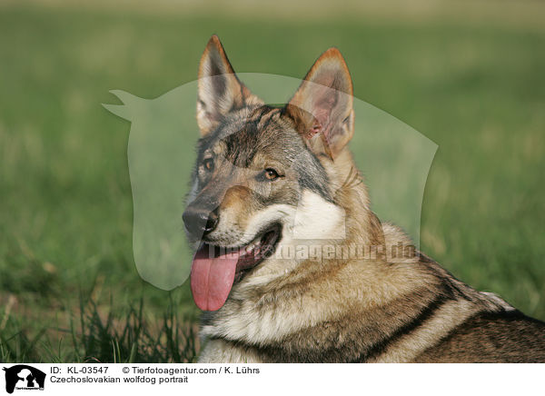 Czechoslovakian wolfdog portrait / KL-03547