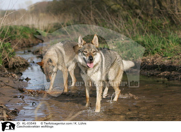 Czechoslovakian wolfdogs / KL-03549